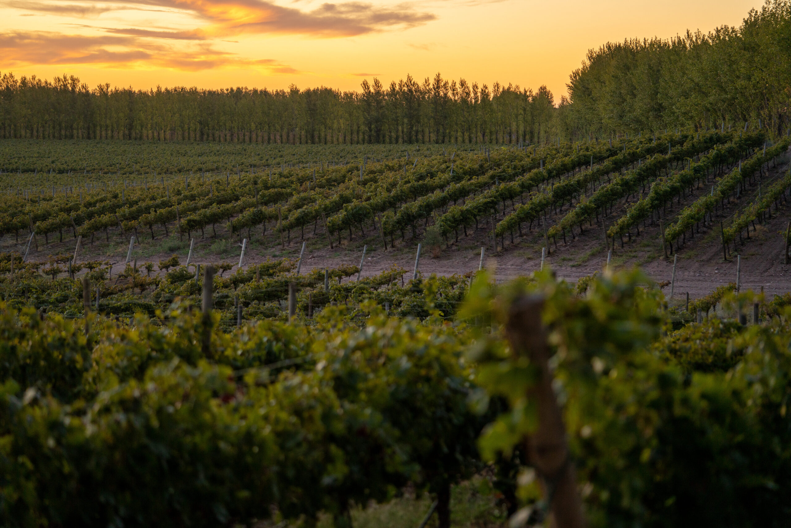 Se oficializó la quita de las retenciones al vino