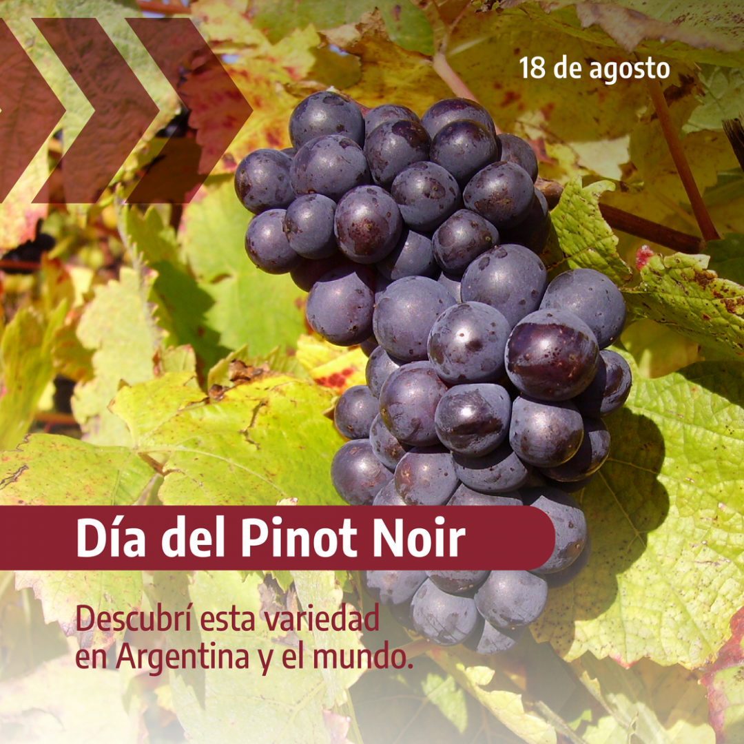 Informe de variedad: Pinot Noir