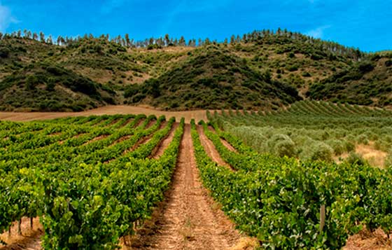 En España, La Rioja se prepara para la Conferencia Mundial de Enoturismo