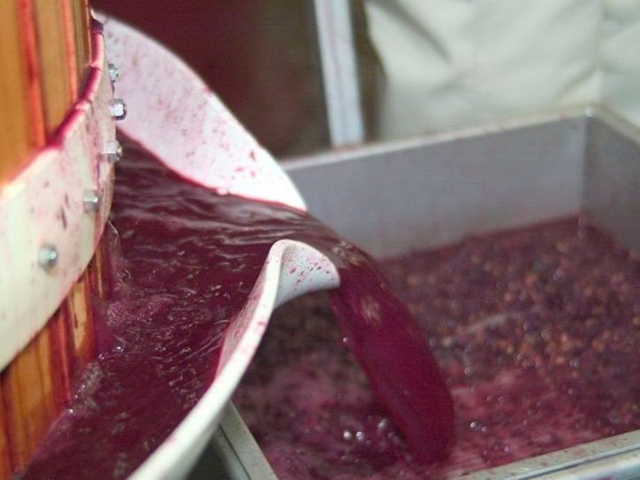 El INV modifica régimen de desborre para la industria del vino