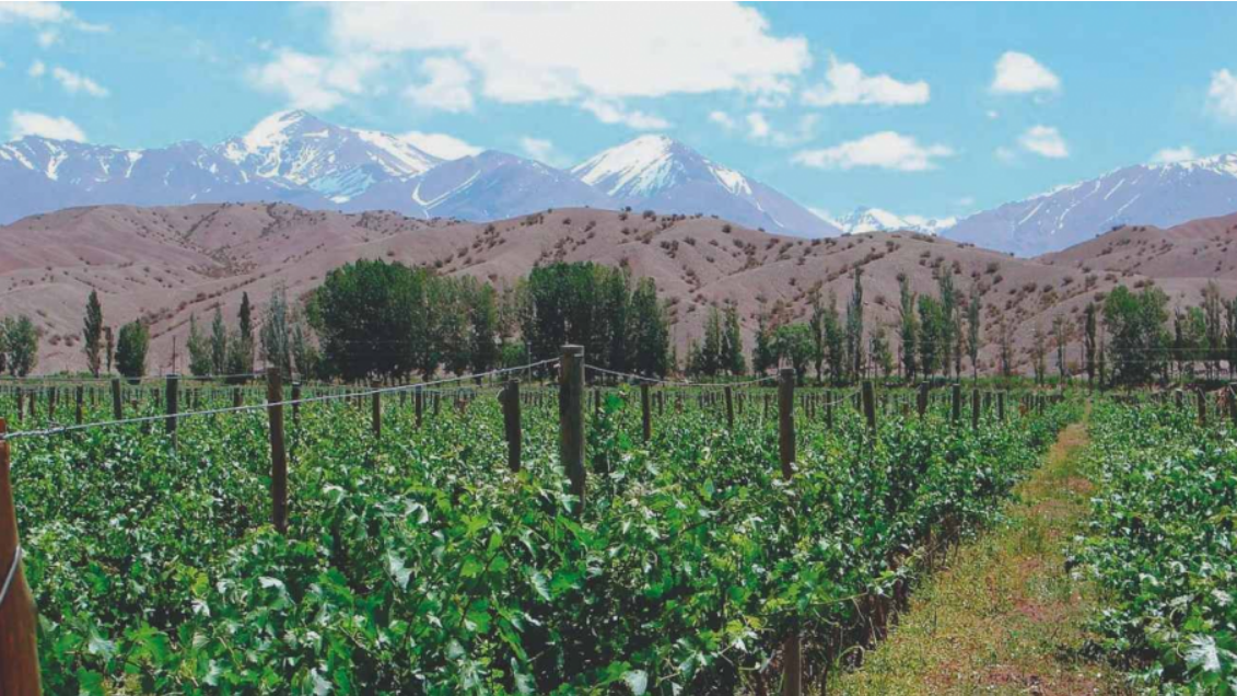 El paraje Sorocayense quiere tener su propia Denominación Geográfica para sus vinos